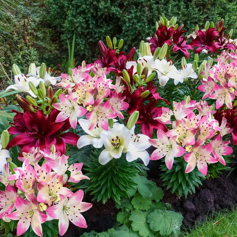 Hugs and Kisses Carpet Border Lily Mixture